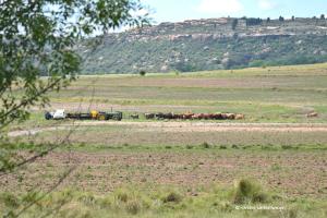 Rinder werden verladen