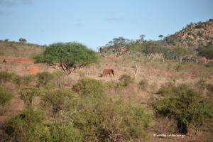 "Roter" Elefant im Tsavo East NP